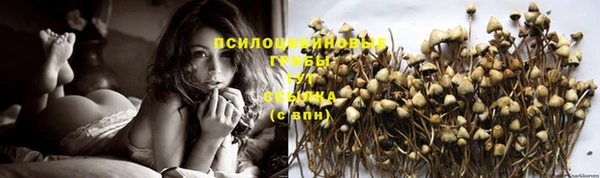 индика Абаза
